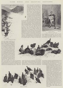 Wildvogels en jachtschetsen